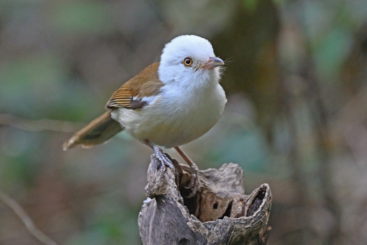 White-hooded Babbler - ML637101428