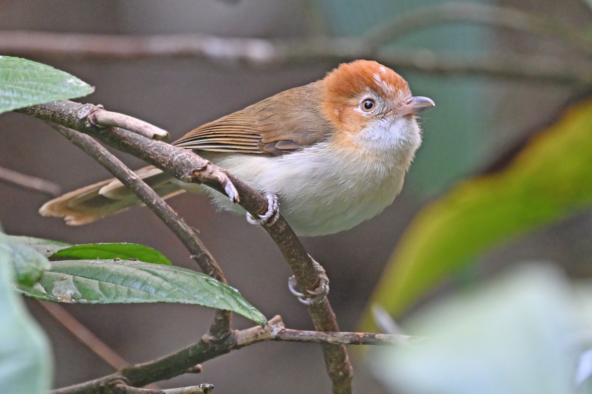 White-hooded Babbler - ML637101431