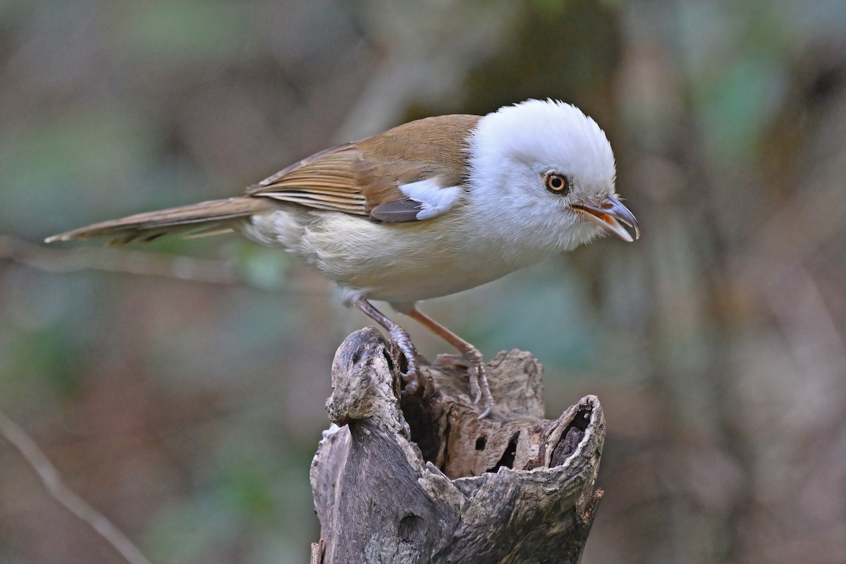 White-hooded Babbler - ML637101432