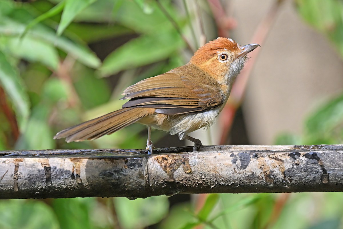 White-hooded Babbler - ML637101433