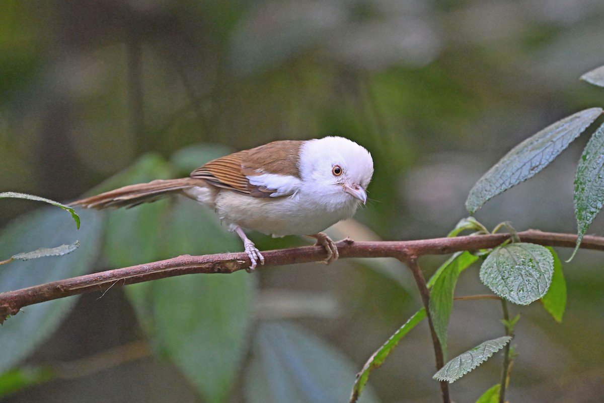 White-hooded Babbler - ML637101435