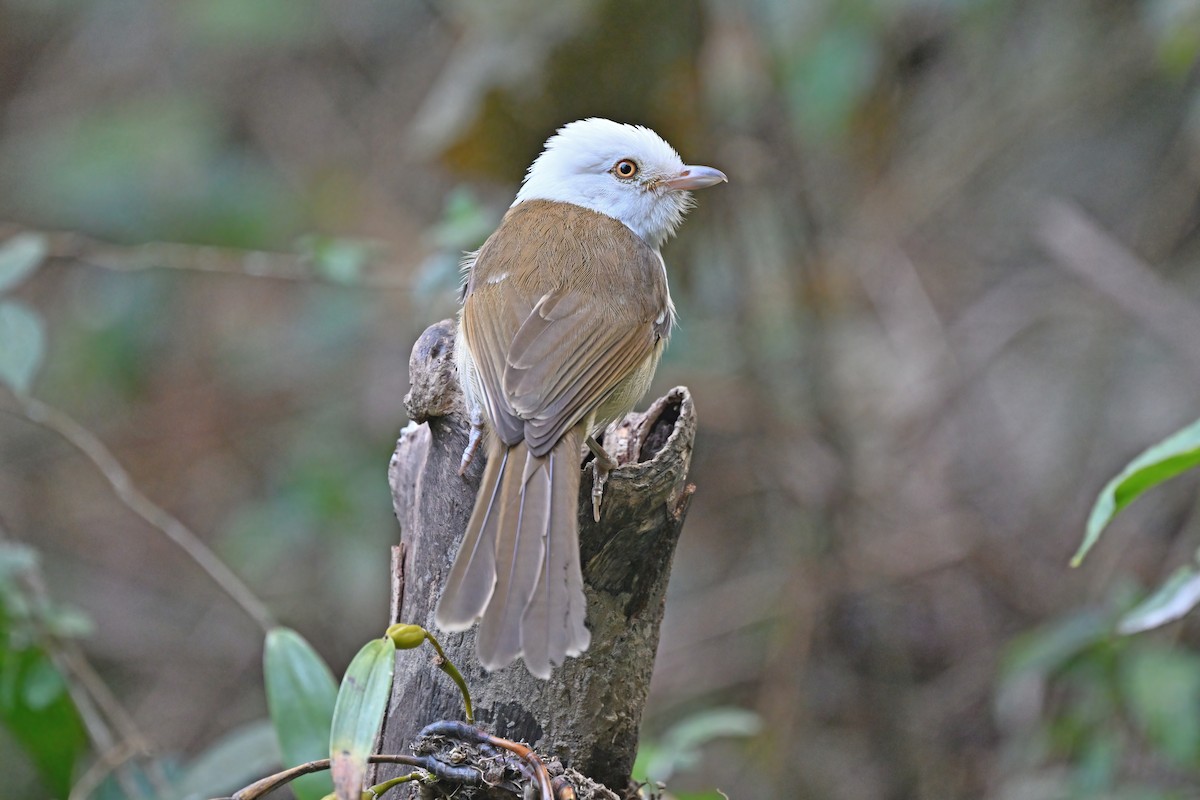 White-hooded Babbler - ML637101436