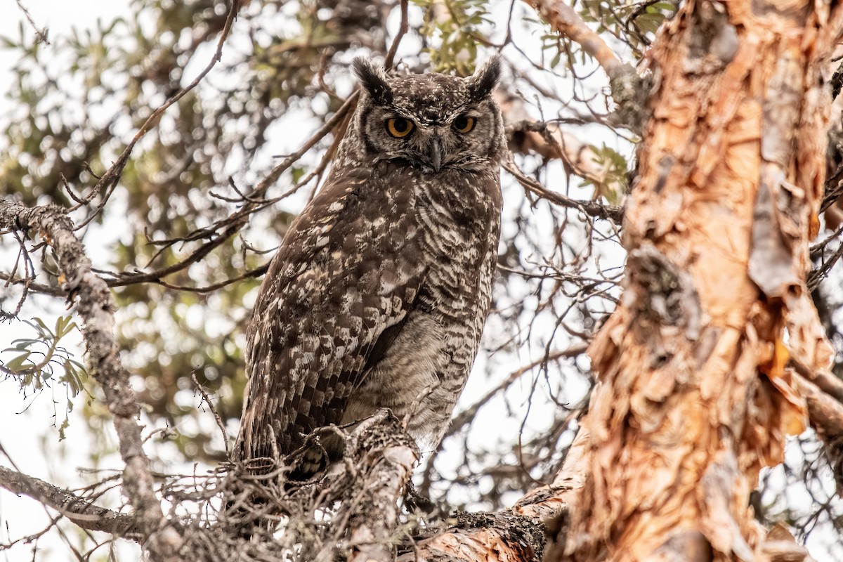 Great Horned Owl - ML637101465