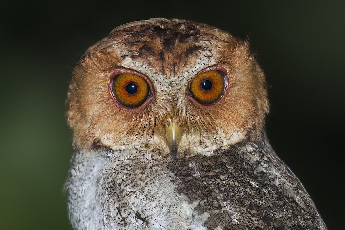Negros Scops-Owl - ML637101646