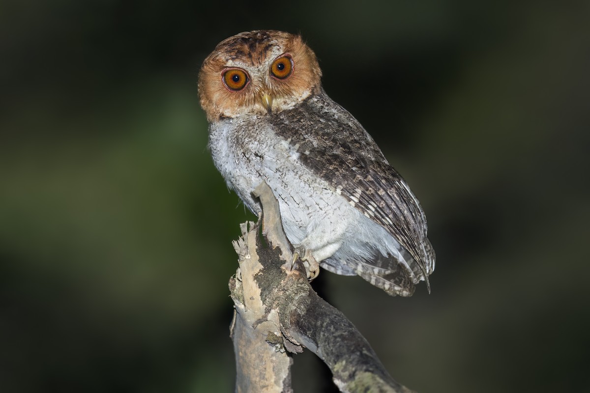 Negros Scops-Owl - ML637101654