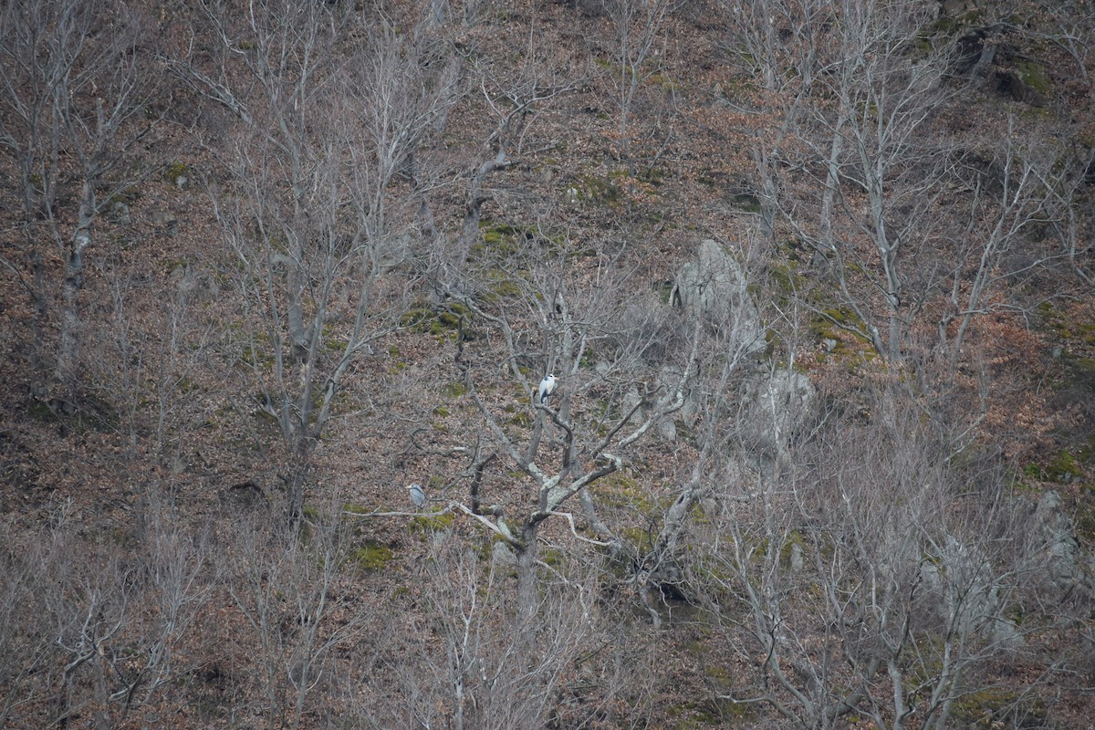 Gray Heron - ML637101792