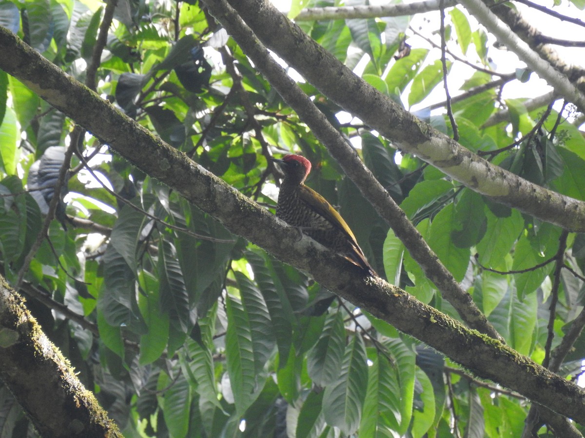 Rufous-winged Woodpecker - ML637101882