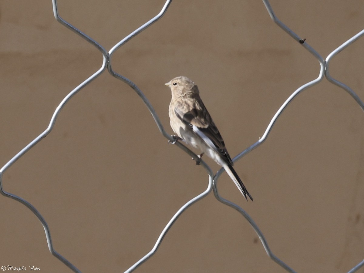 Twite - ML637102028