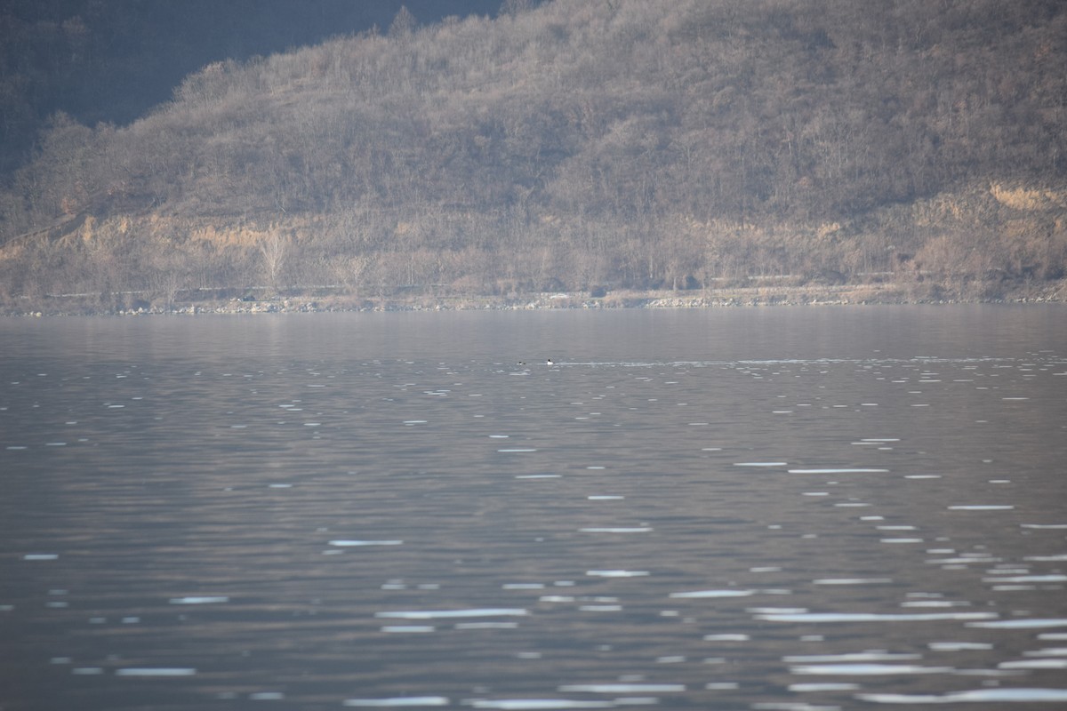 Common Goldeneye - ML637102051