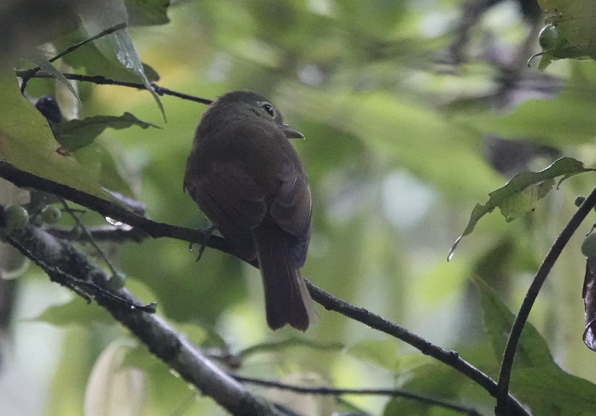 Unadorned Flycatcher - ML637102070