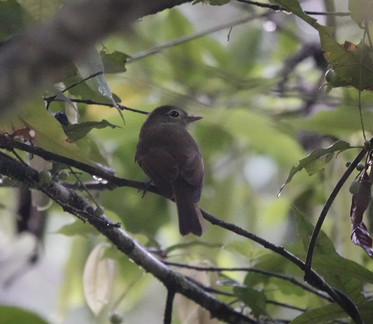 Unadorned Flycatcher - ML637102071