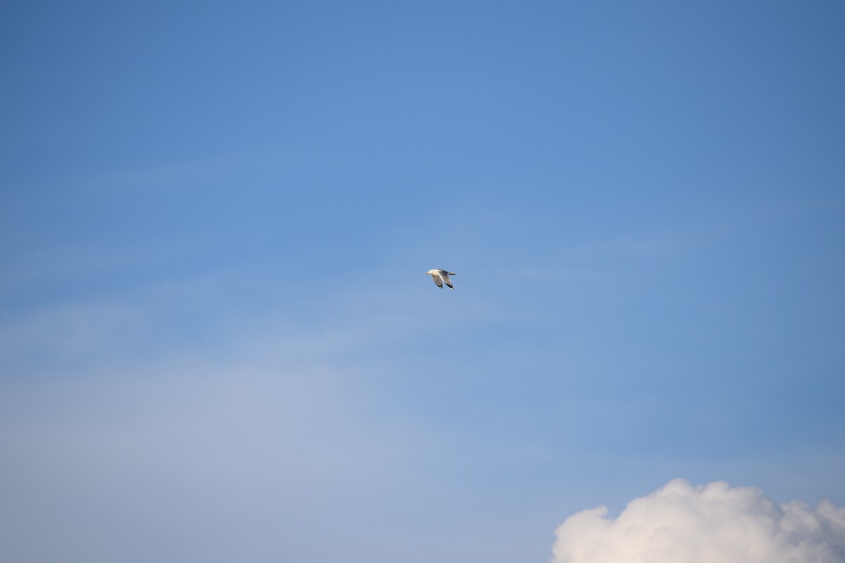 Caspian/Yellow-legged Gull - ML637102072