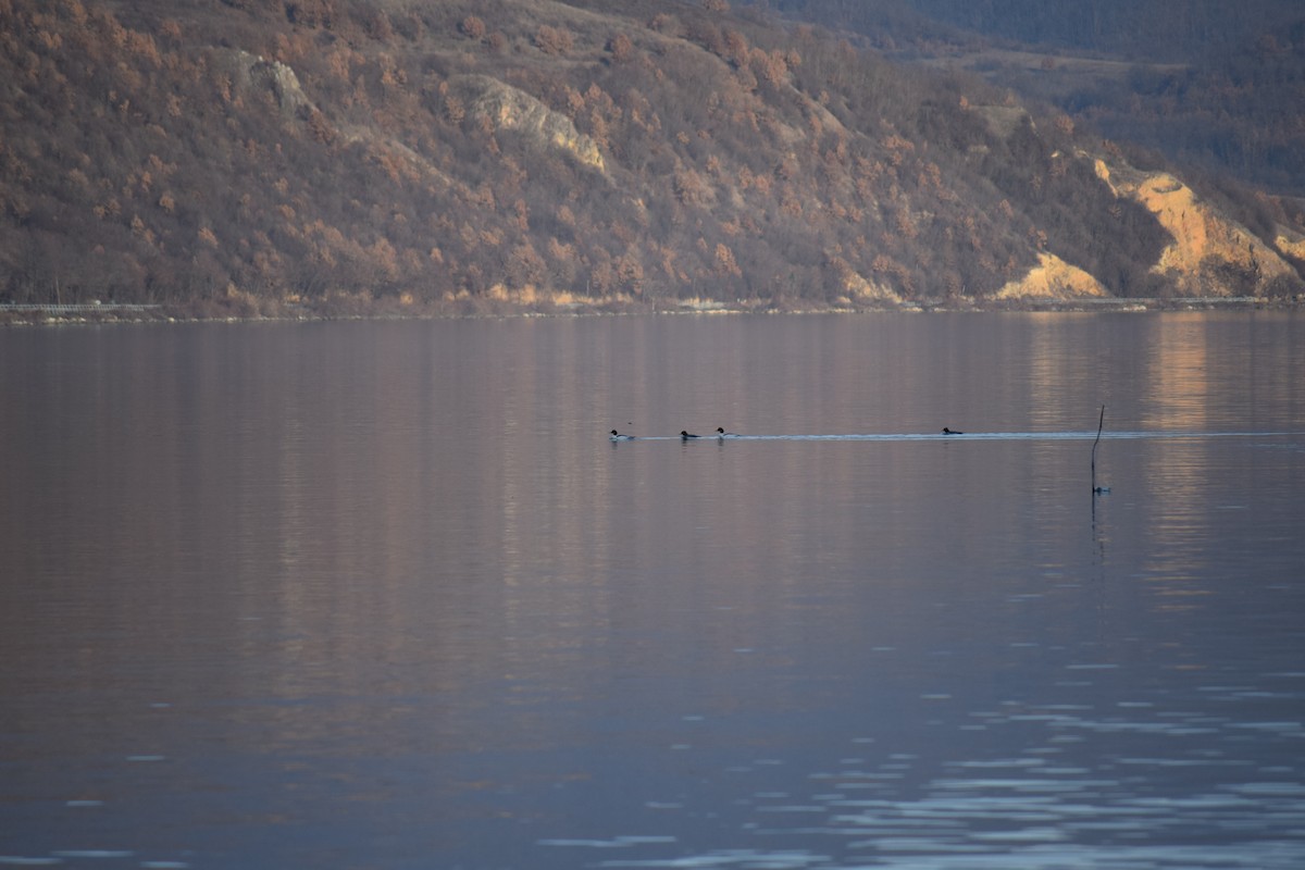 Common Merganser - ML637102116