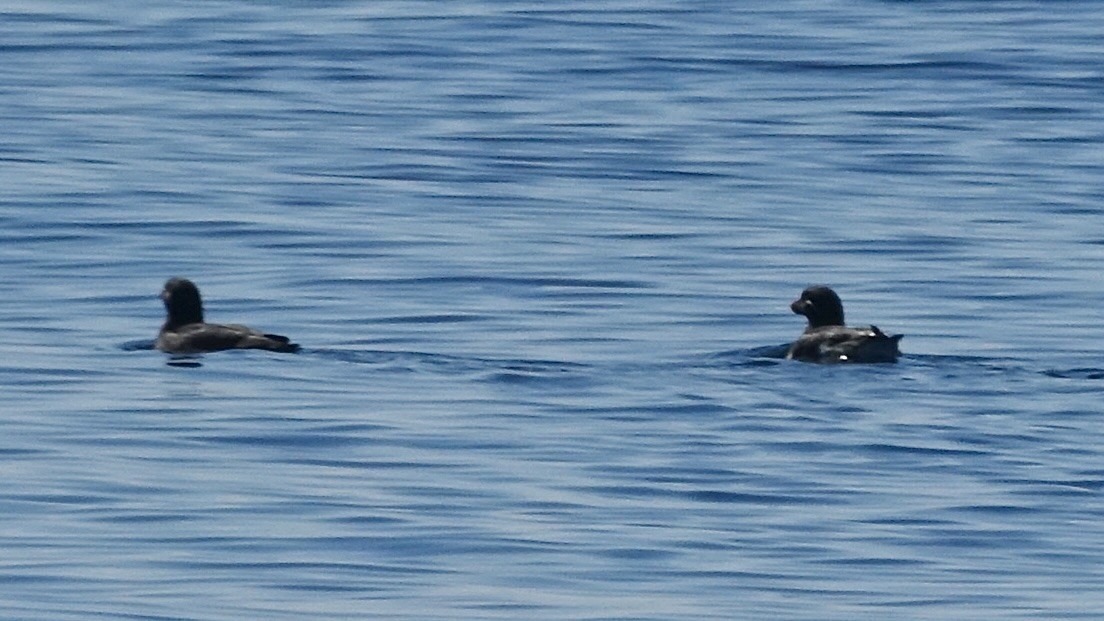 Cassin's Auklet - ML637102117