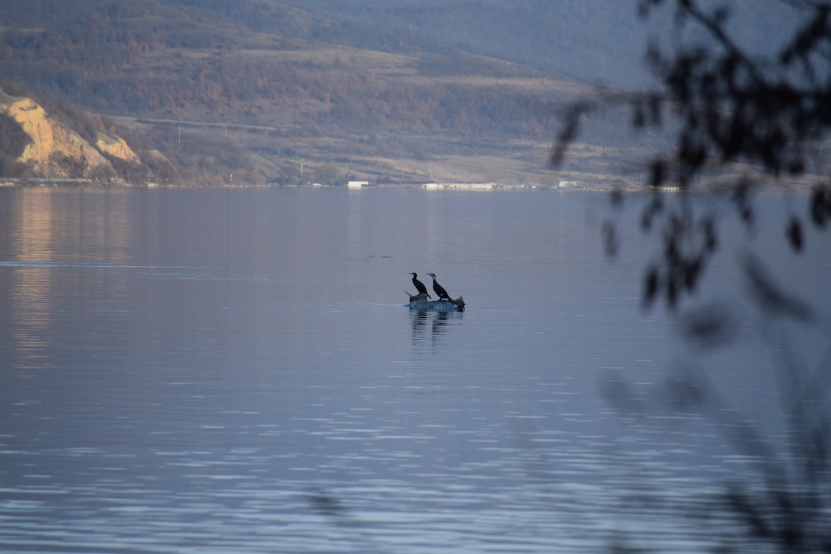 Great Cormorant - ML637102125