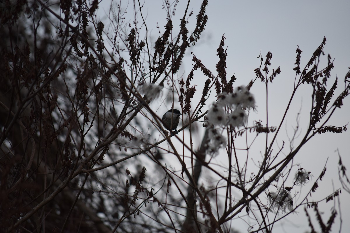 Marsh Tit - ML637102161