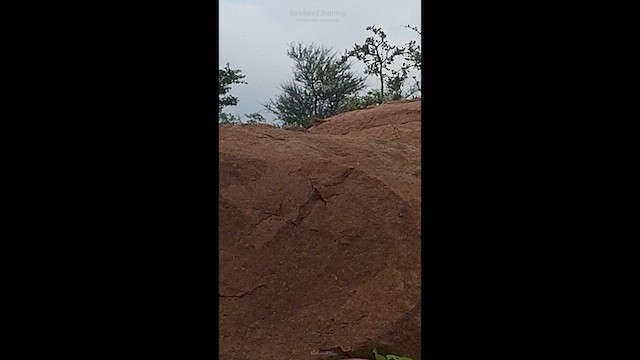 Striolated Bunting - ML637102211
