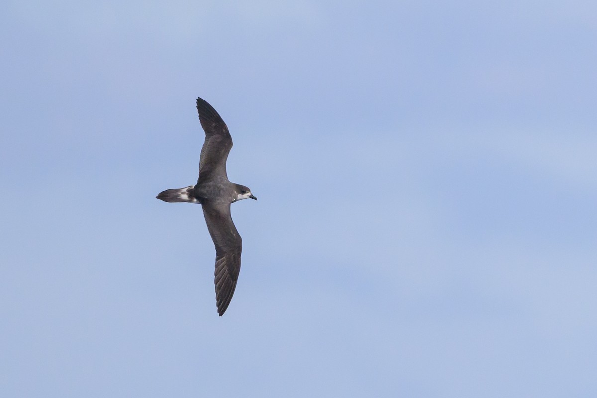 Bermuda Petrel - ML637102250