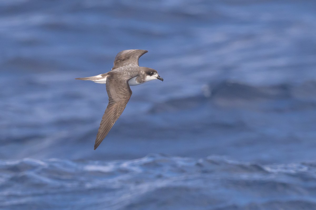 Bermuda Petrel - ML637102252