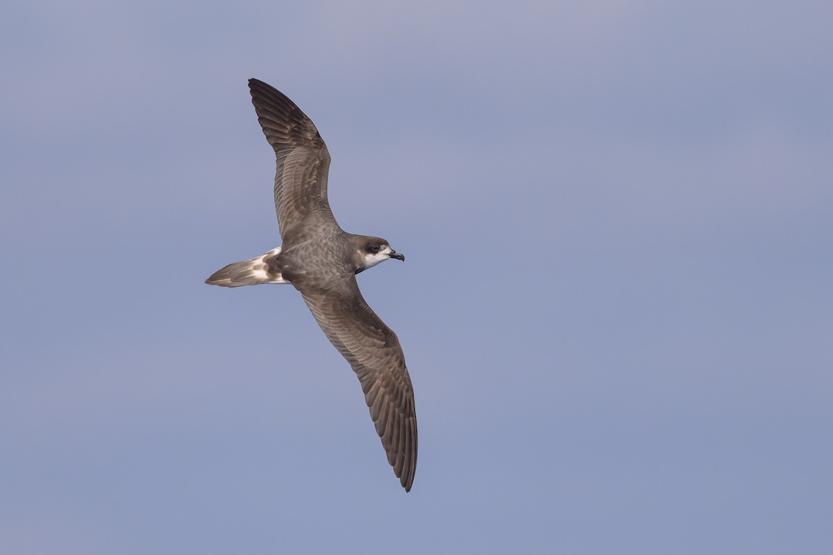Bermuda Petrel - ML637102253