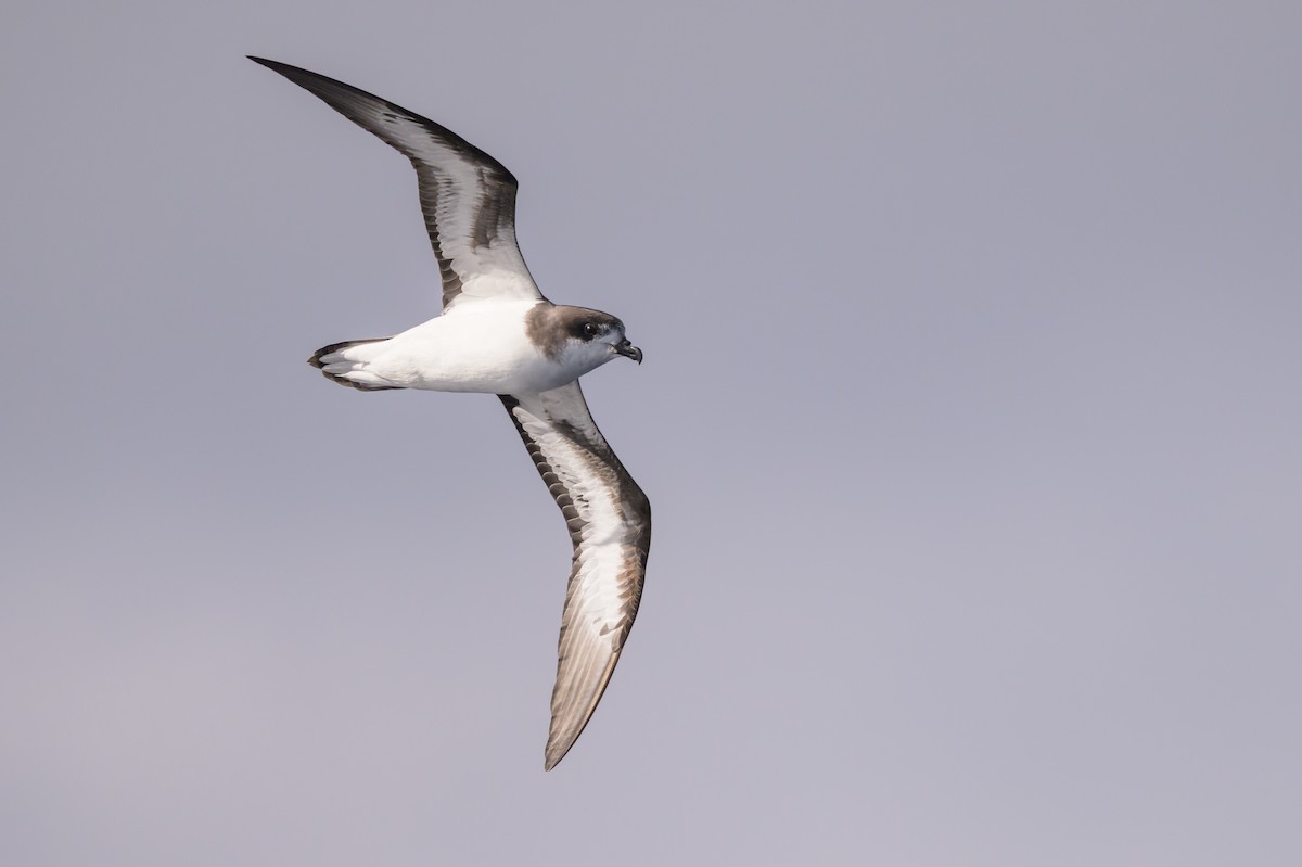 Bermuda Petrel - ML637102256