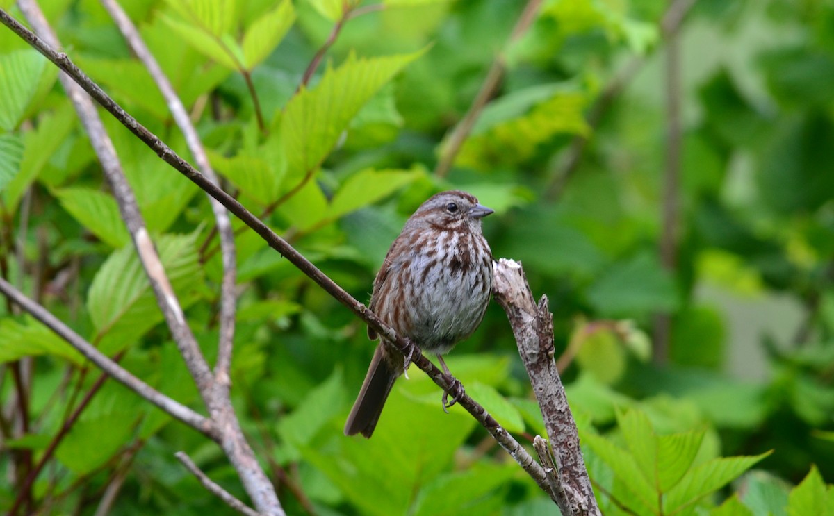 Chingolo Cantor - ML637102269