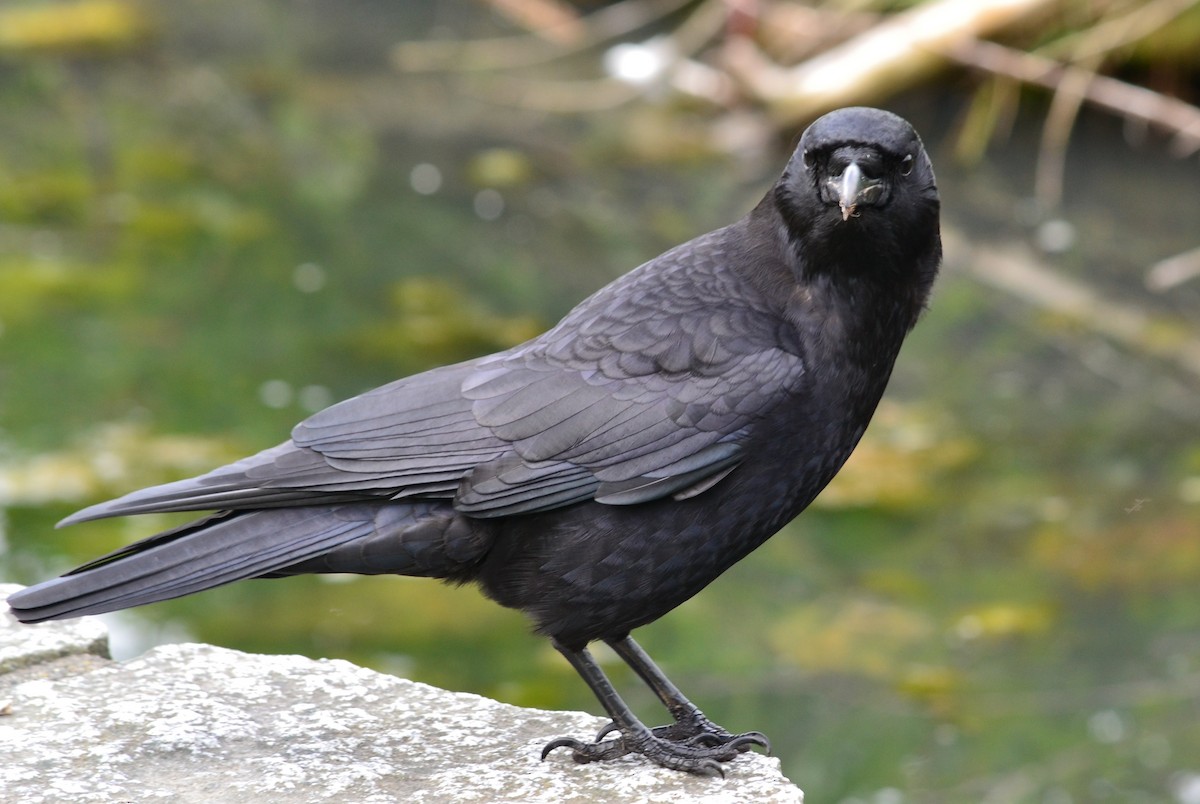 American Crow - ML637102291
