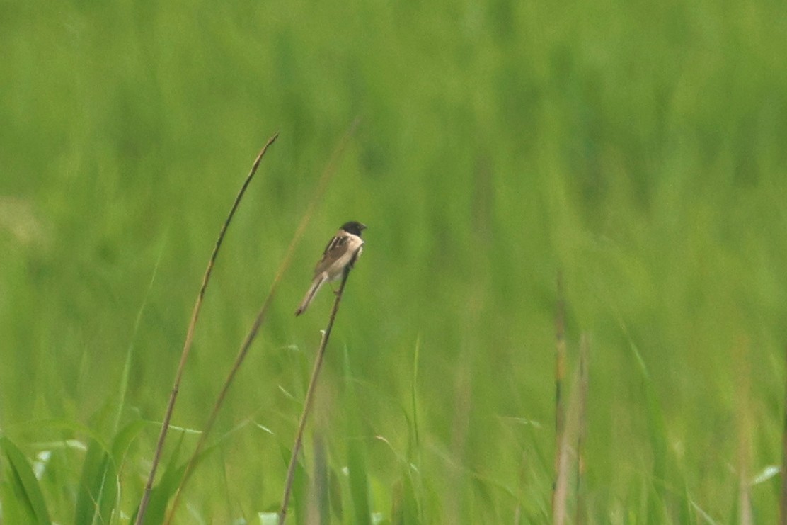 Ochre-rumped Bunting - ML637102360