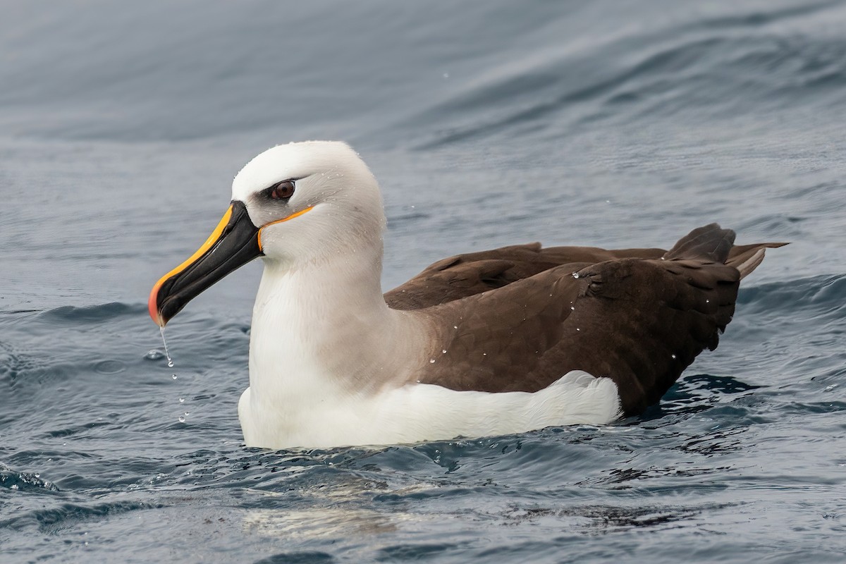 Albatros Picofino Atlántico - ML637102380
