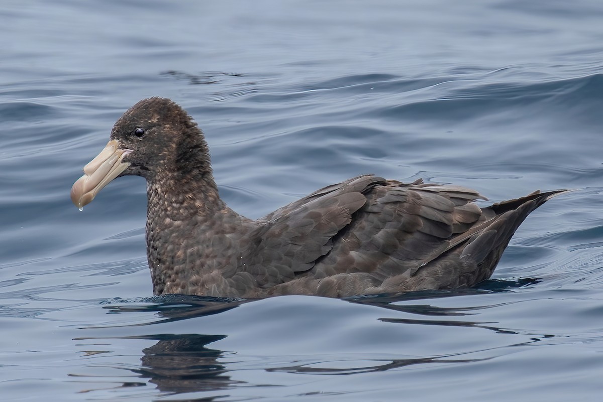 キタオオフルマカモメ - ML637102409