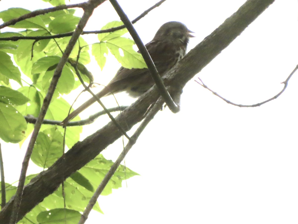 Song Sparrow - ML637102527