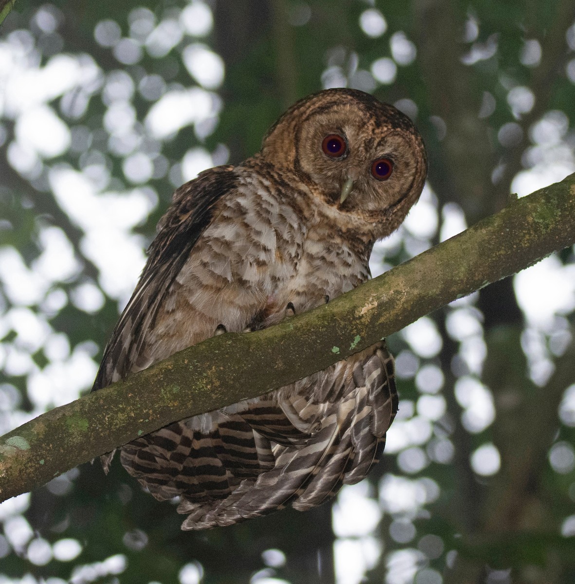 Rusty-barred Owl - ML637102542