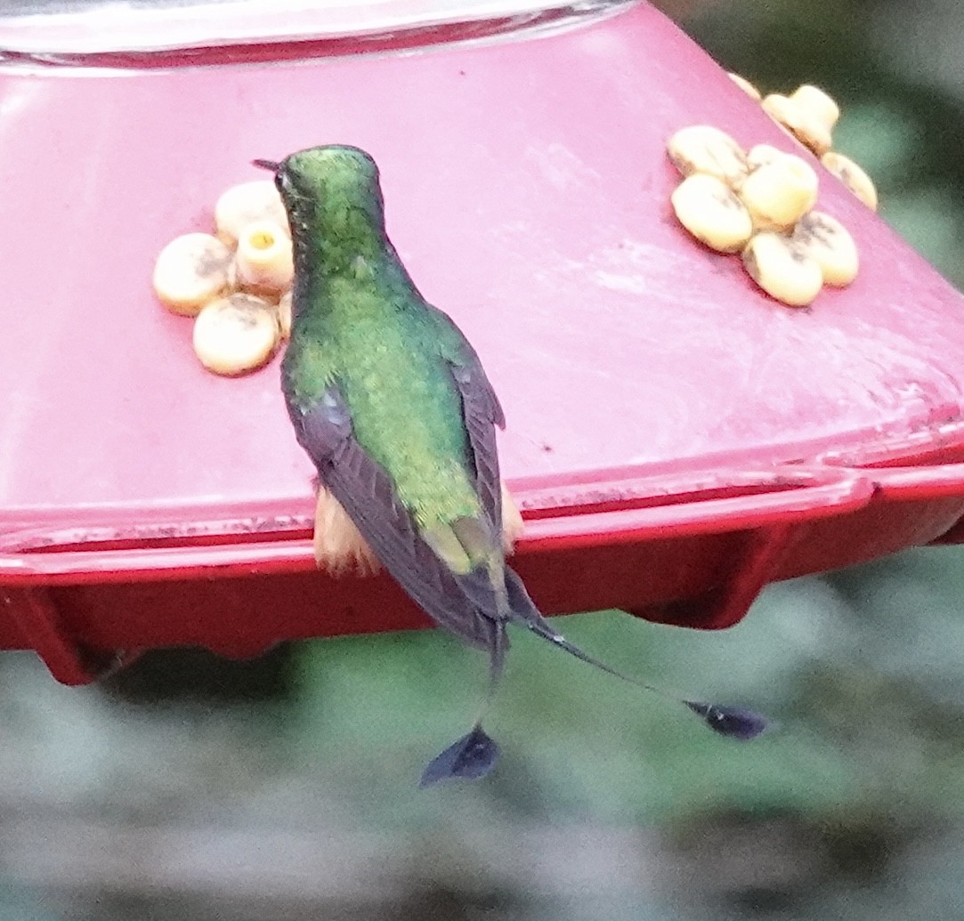 Rufous-booted Racket-tail (Anna's) - ML637102546
