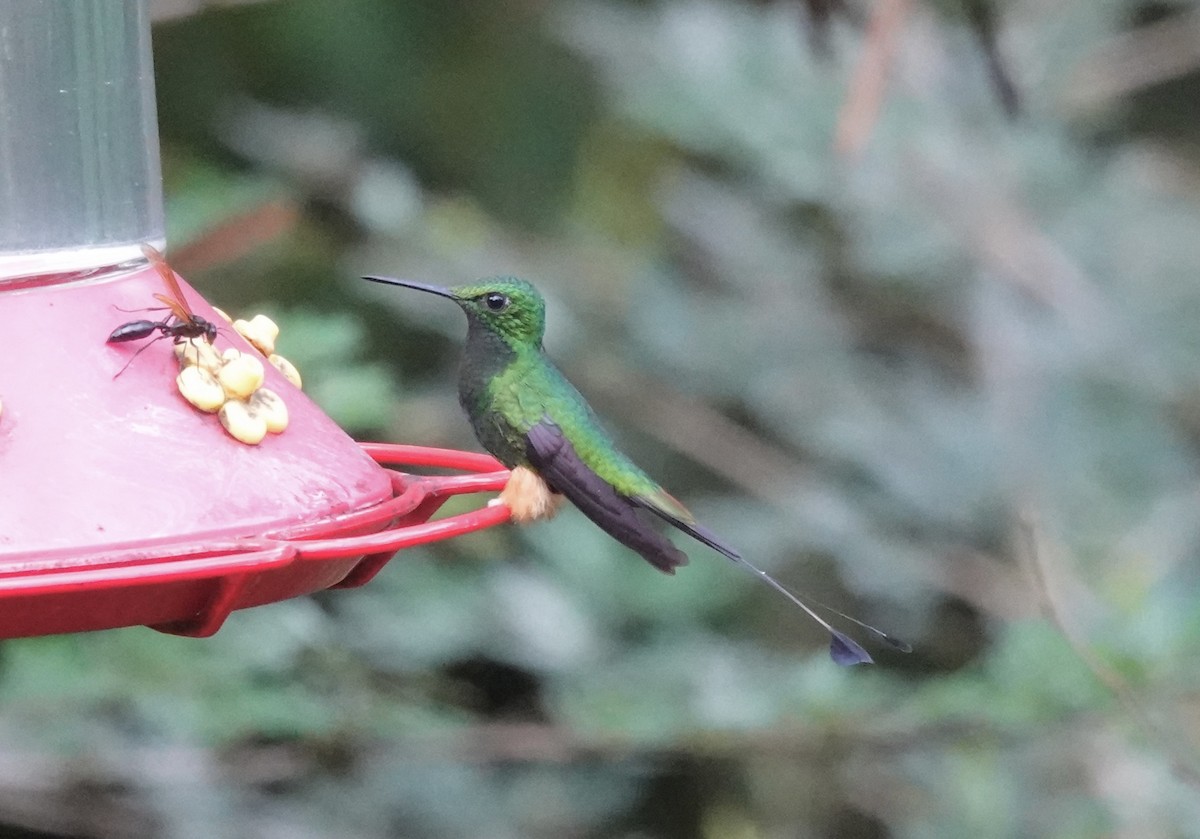 Rufous-booted Racket-tail (Anna's) - ML637102548