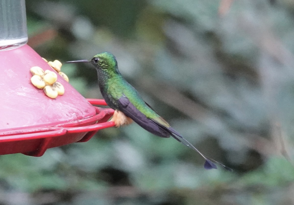 Rufous-booted Racket-tail (Anna's) - ML637102549