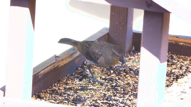 Bronzed Cowbird - ML637102594