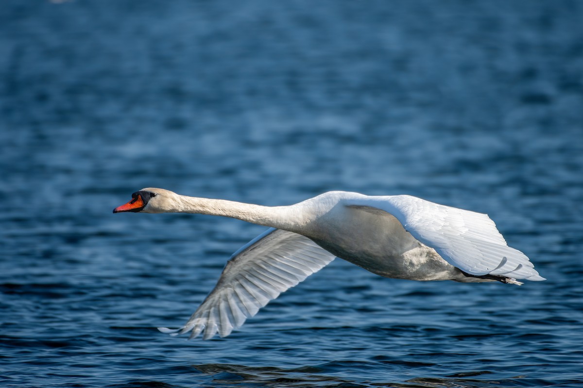 Mute Swan - ML637102736