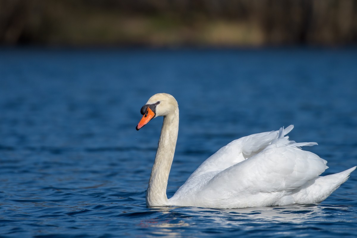 Mute Swan - ML637102737
