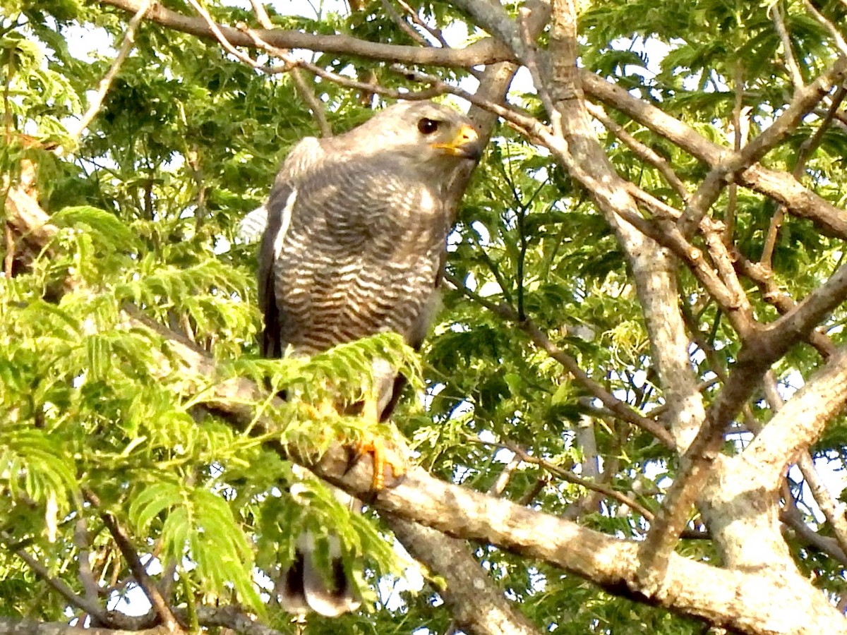 Gray Hawk - ML637102766