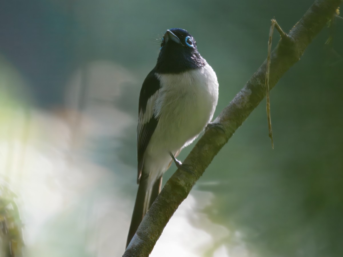 Malagasy Paradise-Flycatcher (Malagasy) - ML637102806