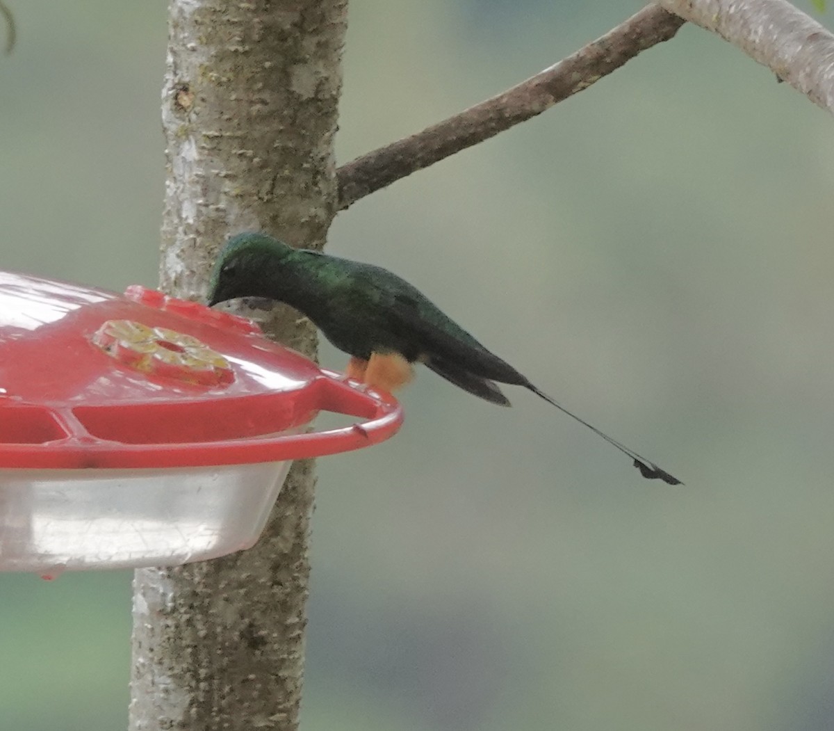Rufous-booted Racket-tail (Anna's) - ML637102815