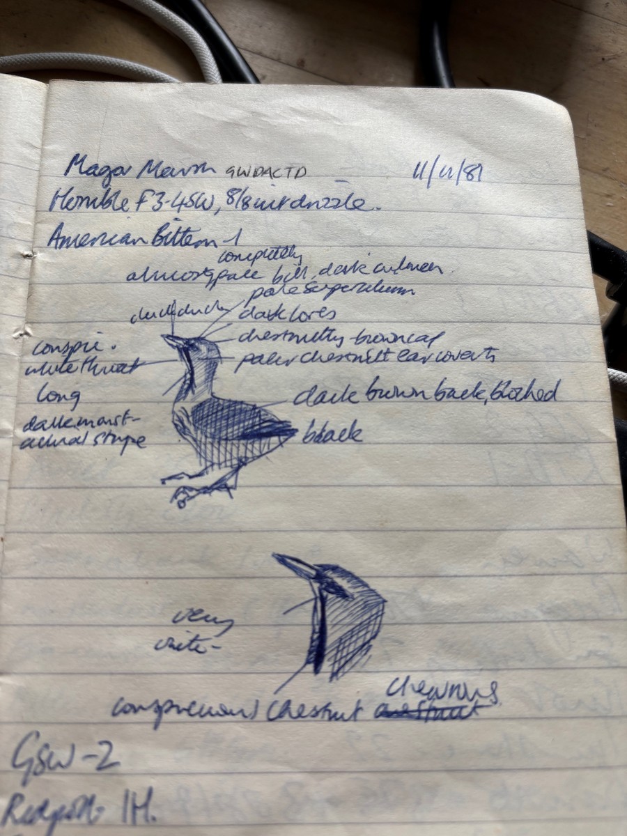 American Bittern - ML637102903