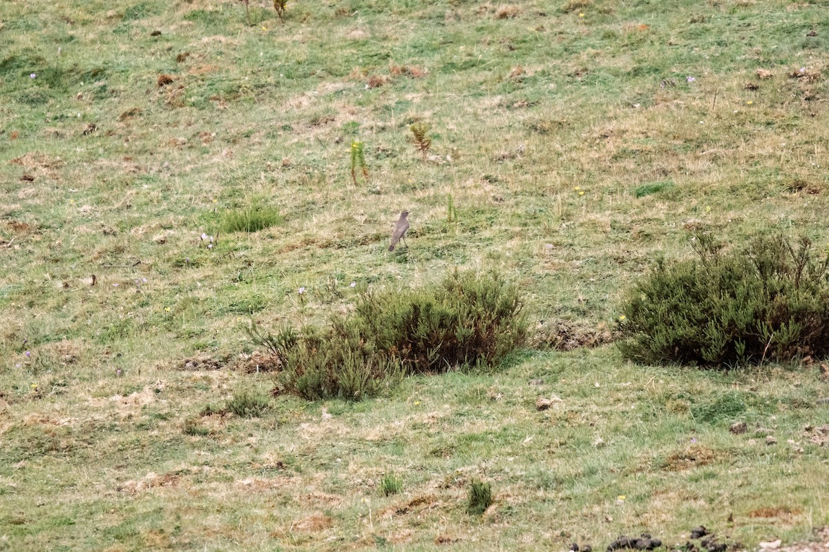 Plain-capped Ground-Tyrant - ML637102998