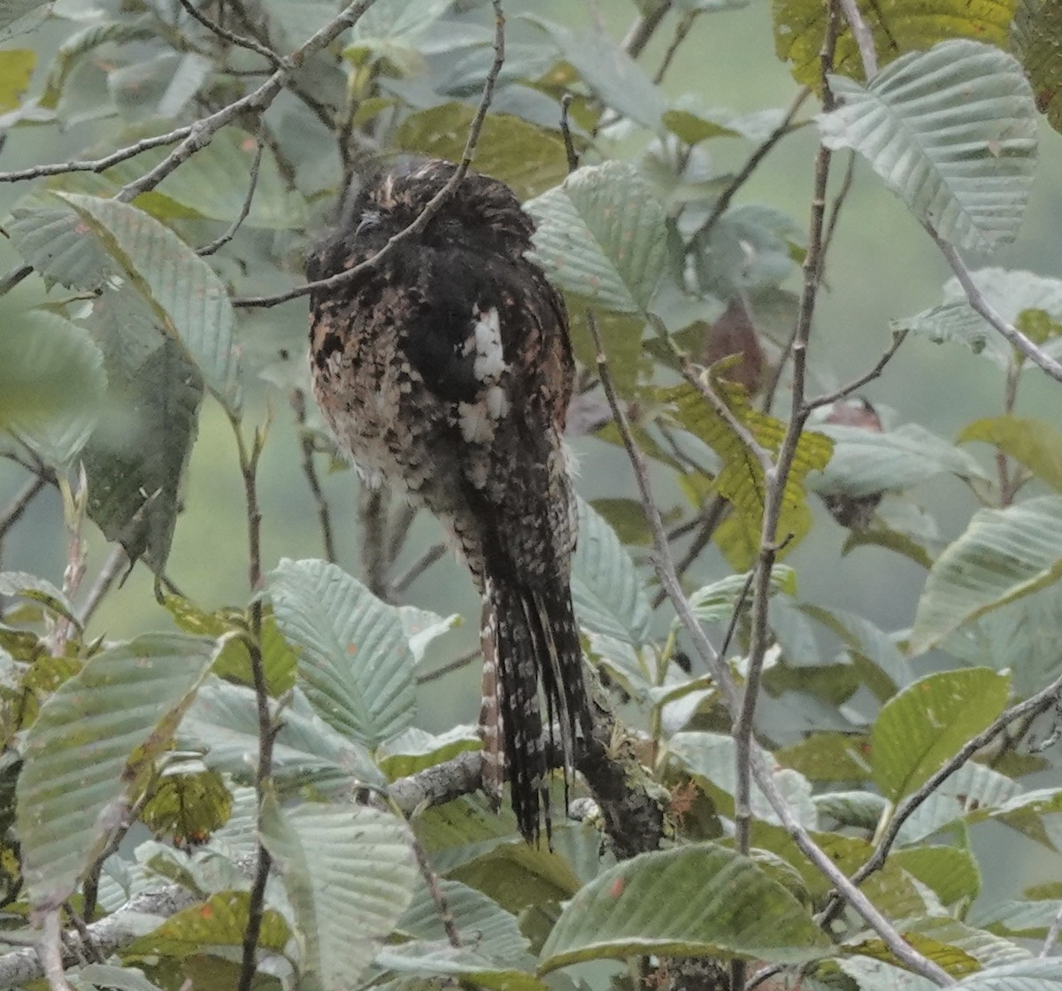 Andean Potoo - ML637103004