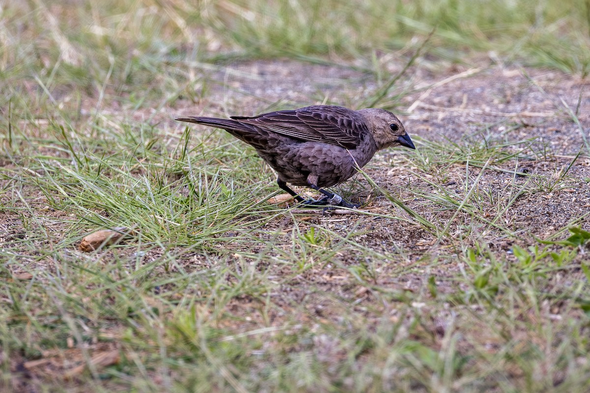 Brown-headed Cowbird - ML637103033