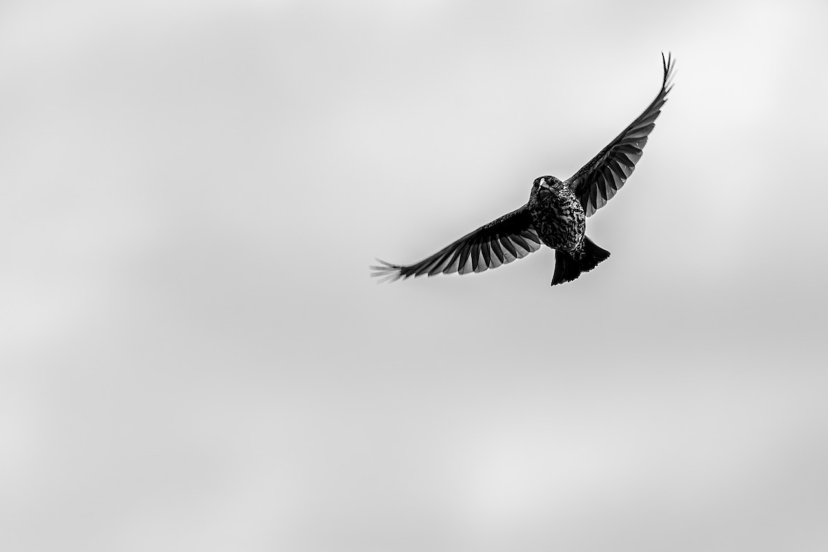 Red-winged Blackbird - ML637103092