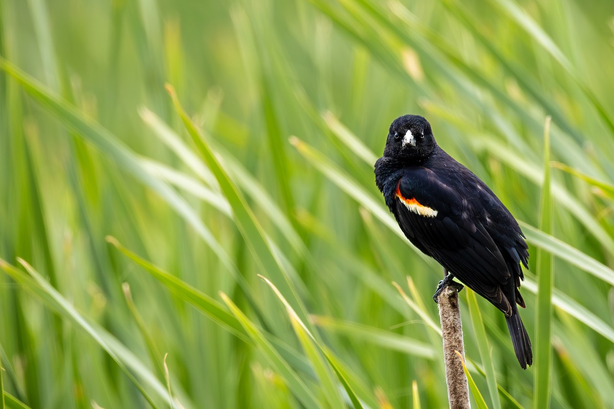 Red-winged Blackbird - ML637103093