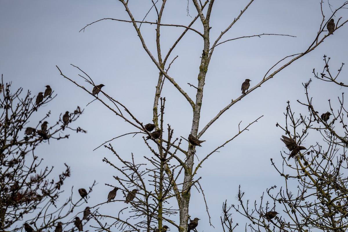 European Starling - ML637103114