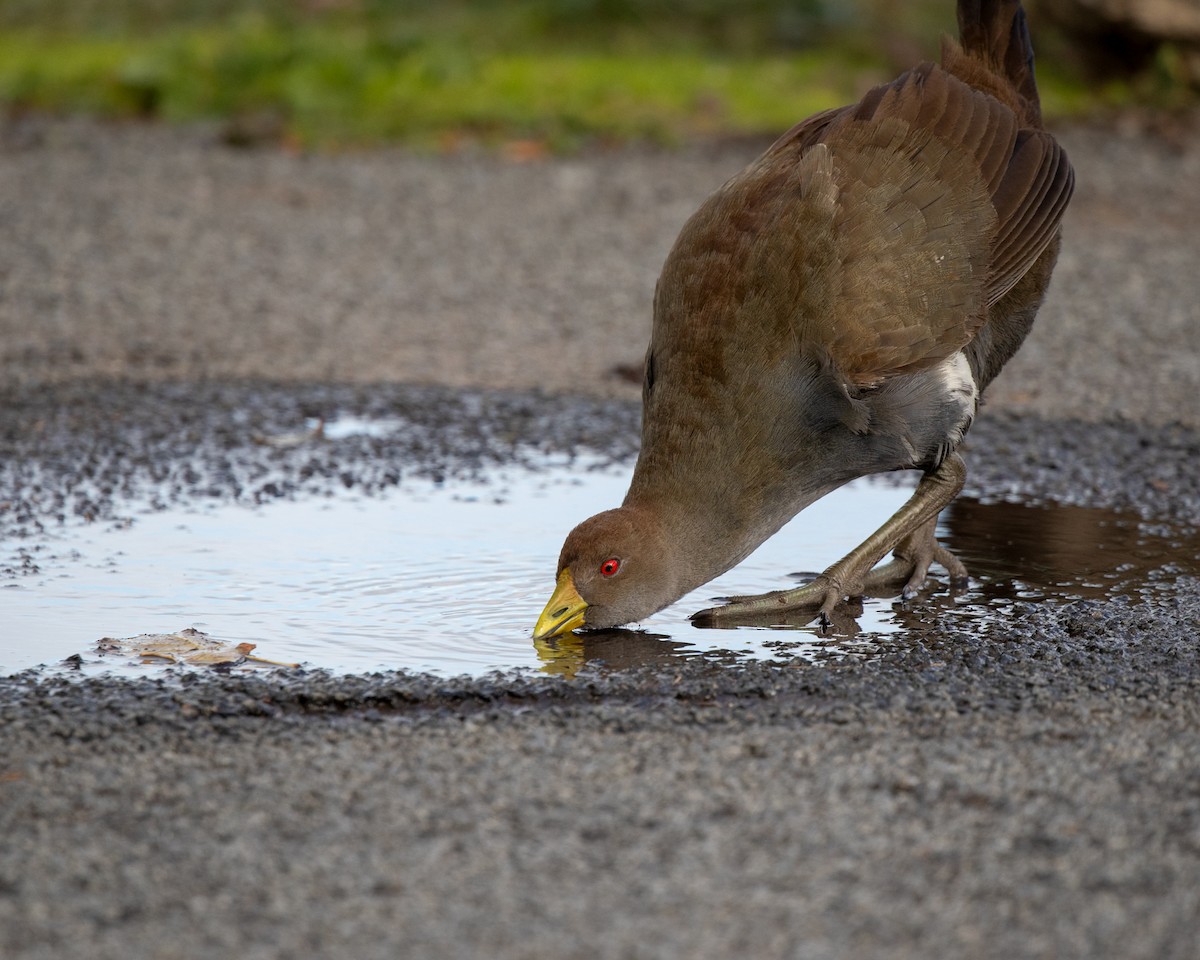 Tasmanian Nativehen - ML637103262