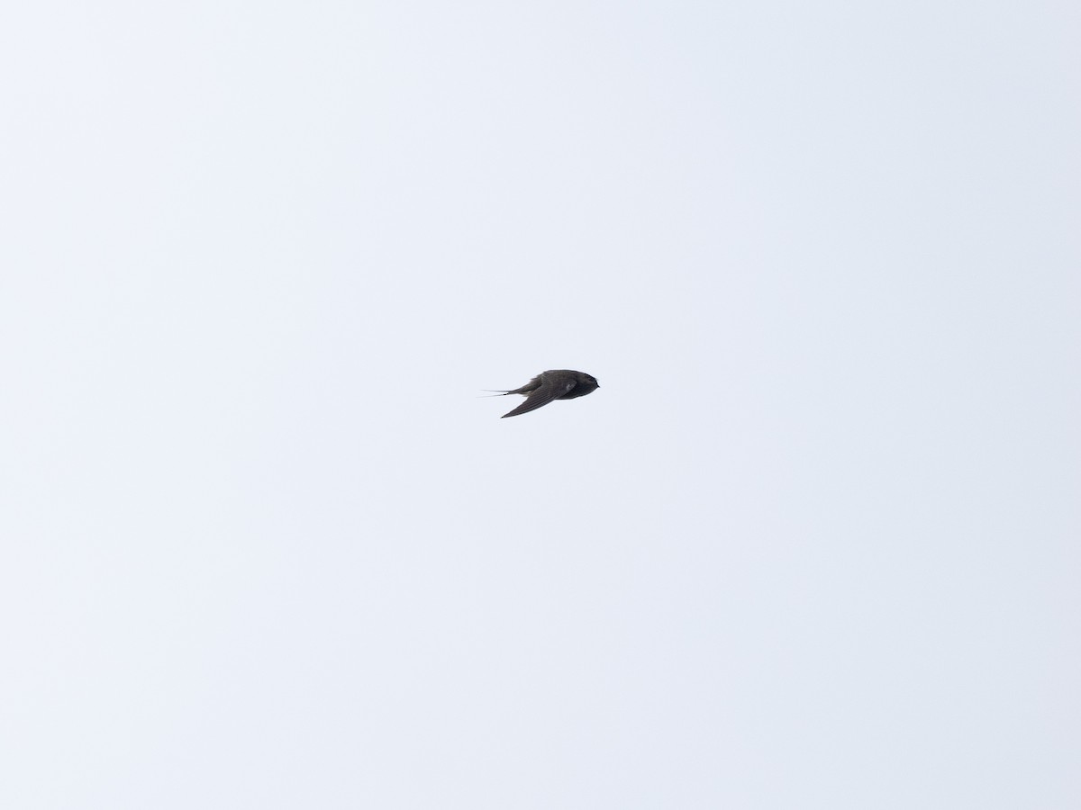 Malagasy Palm Swift (Madagascar) - ML637103322